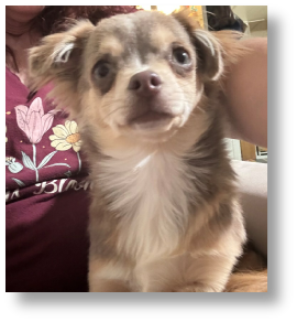 Chantelle - Male Chihuahua