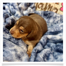 Sherrie - Light Red & Tan Medium Coat Female Miniature Dachshund Puppy