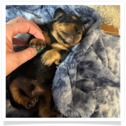 Ace - Black & Tan Longhair Male Miniature Dachshund Puppy