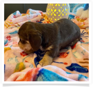 Gracie's Chocolate and Cream Softwire Hair Male Miniature Dachshund Puppy