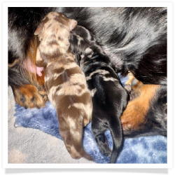 Autumn - AKC Chocolate & Tan Dapple Longhair Female Miniature Dachshund Puppy