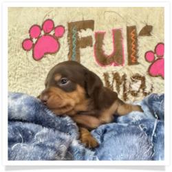 Brandy - Chocolate & Tan Smooth Coat Female Miniature Dachshund Puppy