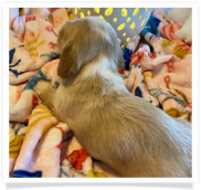 Gracie's Cream Piebald Possibly Dapple Softwire Hair Male Miniature Dachshund Puppy