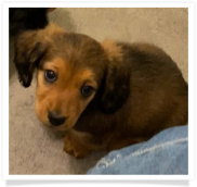 Randall - AKC Shaded Red Long Hair Male Miniature Dachshund Puppy