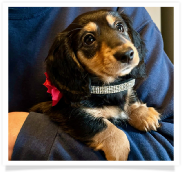 Hope - Black and Tan Longhair Female with a little white on her toes.  Possible Hidden Dapple. Miniature Dachshund Puppy