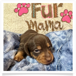 Brandy - Chocolate & Tan Smooth Coat Female Miniature Dachshund Puppy