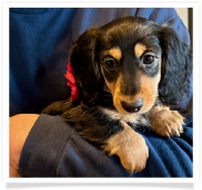 Hope - Black and Tan Longhair Female with a little white on her toes.  Possible Hidden Dapple. Miniature Dachshund Puppy