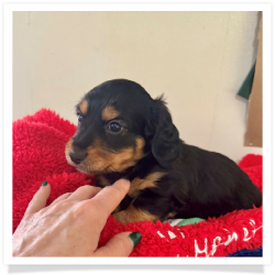 Ace - Black & Tan Longhair Male Miniature Dachshund Puppy
