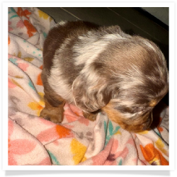 Chip - Chocolate & Tan Dapple Long Hair Male Miniature Dachshund Puppy
