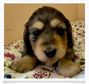 Hush Puppy - Black and Tan Dapple Softwire Hair Female Miniature Dachshund Puppy