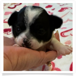 Pearl's Black & White Female Chihuahua Puppy