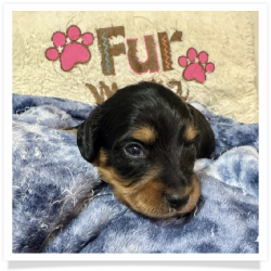 Ace - Black & Tan Longhair Male Miniature Dachshund Puppy