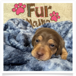 Sherrie - Light Red & Tan Medium Coat Female Miniature Dachshund Puppy