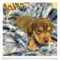 Sherrie - Light Red & Tan Medium Coat Female Miniature Dachshund Puppy