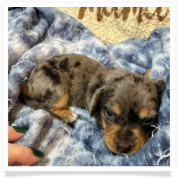 Angelica - Black & Tan Dapple Smooth Coat Female Miniature Dachshund Puppy