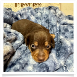 Brandy - Chocolate & Tan Smooth Coat Female Miniature Dachshund Puppy