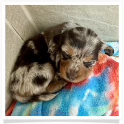 Pumpkin Spice - Chocolate & Tan Dapple Medium Coat Female Miniature Dachshund Puppy