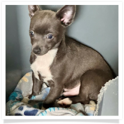 Vanessa's Blue Male Chihuahua Puppy #2