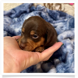 Brandy - Chocolate & Tan Smooth Coat Female Miniature Dachshund Puppy