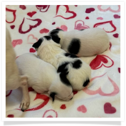 Pearl's Black & White Male Chihuahua Puppy #2