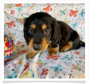 Frankie - Black and Tan Long Coat Male Miniature Dachshund Puppy