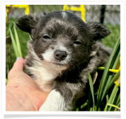 Navy - Dark Blue & White Long Coat Male Chihuahua Puppy