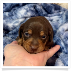 Brandy - Chocolate & Tan Smooth Coat Female Miniature Dachshund Puppy