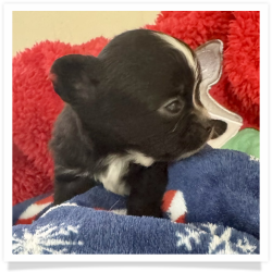 Critter - Black & White Long Hair Male Chihuahua Puppy
