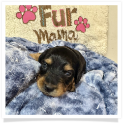Ace - Black & Tan Longhair Male Miniature Dachshund Puppy