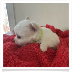 Snowflake - White Long Hair Male Chihuahua Puppy