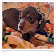 Gracie's Chocolate and Tan Possible Wire Hair Female Miniature Dachshund Puppy