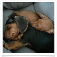 Miniature Dachshund Puppies Scout and Oliver in their Happy Homes!
