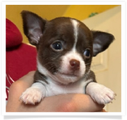 Rusty - Chocolate with Red Undertones with White Smooth Coat Female Chihuahua Puppy