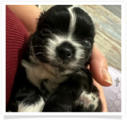 Oreo - Long Hair Male Chihuahua Puppy