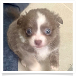 Dana - Long Hair Female Chihuahua Puppy