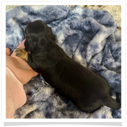 Ace - Black & Tan Longhair Male Miniature Dachshund Puppy