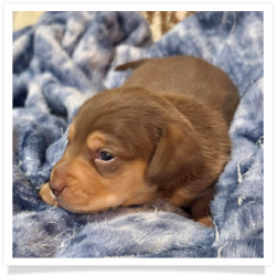 Sherrie - Light Red & Tan Medium Coat Female Miniature Dachshund Puppy