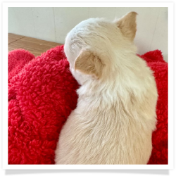 Cashmere - Cream & White Long Hair Male Chihuahua Puppy