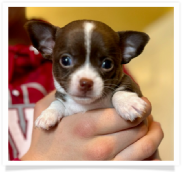 Rusty - Chocolate with Red Undertones with White Smooth Coat Female Chihuahua Puppy