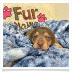 Sherrie - Light Red & Tan Medium Coat Female Miniature Dachshund Puppy