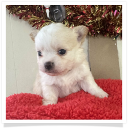 Cashmere - Cream & White Long Hair Male Chihuahua Puppy