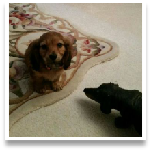 Sammy the shaded red long hair male miniature dachshund from grandmaslittleangels.com in his Happy Home!