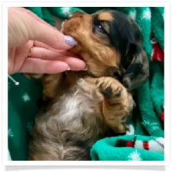 Max - Dapple Longhair Male with some white on chest Miniature Dachshund Puppy