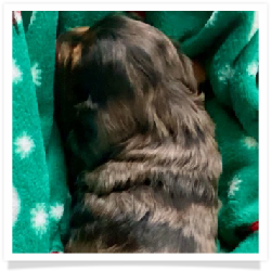 Max - Dapple Longhair Male with some white on chest Miniature Dachshund Puppy