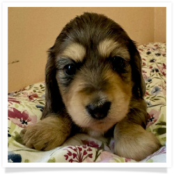 Hush Puppy - Black and Tan Dapple Softwire Hair Female Miniature Dachshund Puppy