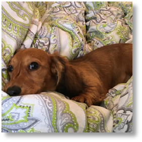 Montana Sunshine - AKC Shaded Red Longhair Female Miniature Dachshund