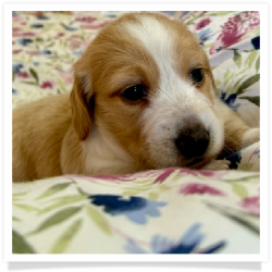 Carmen - Red Piebald Softwire Hair Female Miniature Dachshund Puppy