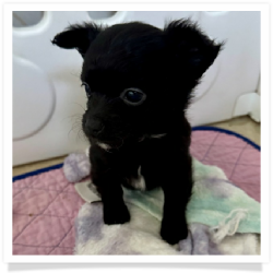 Shadow - Mostly Black with a Little White Longhair Male Chihuahua Puppy