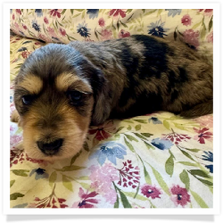 Hush Puppy - Black and Tan Dapple Softwire Hair Female Miniature Dachshund Puppy