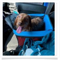 Robbie the softwire hair dachshund in his Happy Home